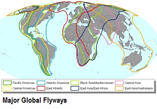 Major Global Flyways