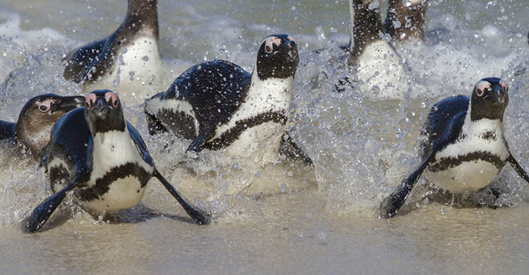 Jackass Penguins © Mike Barth