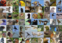350+species of wild birds photographed in South Africa in one day!