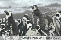 African Penguin (Spheniscus demersus) / Photo: ADU