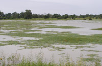 Bazoulé marsh