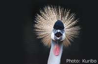 Photo: Kuribo: Grey Crowned-crane (Balearica regulorum) 