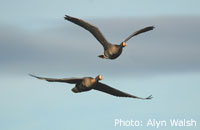 Greenland White-fronted Geese in flight / Photo: Alyn Walsh