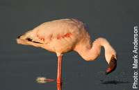 Lesser Flamingo (Phoeniconaias minor) / Photo: Mark Anderson