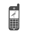 Click here to download an audio recording of the Slender-billed Curlew