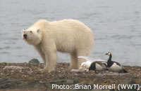 Polar bears found preying on the eggs of barnacle geese on Svalbard / Photo: Brian Morell (WWT)