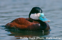 Ruddy Duck (Photo: Mark Hulme/ WWT)