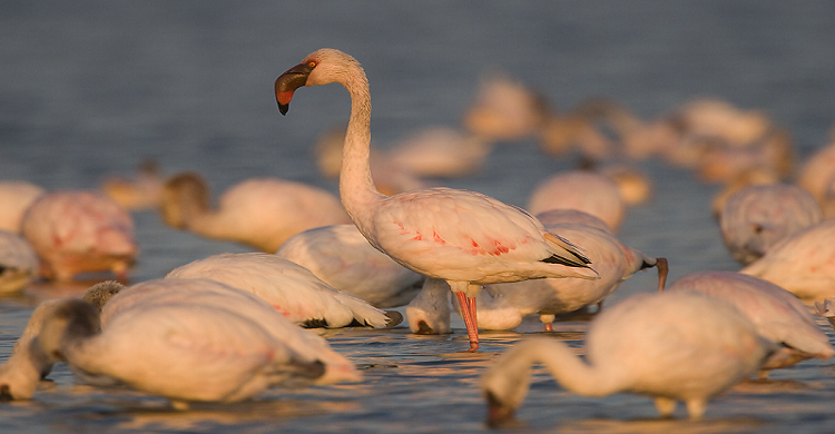 Lesser Flamingos © Mark Anderson 