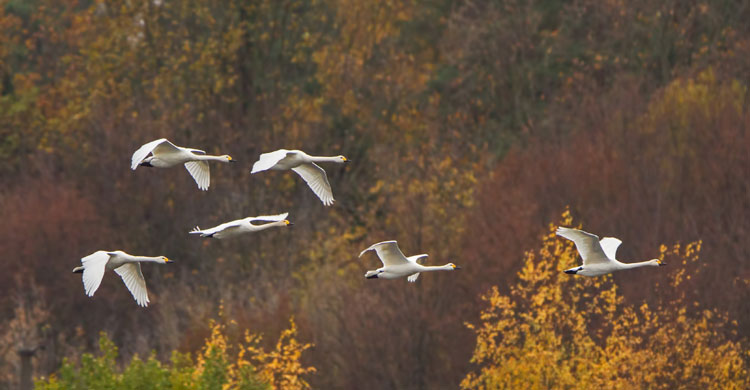 Bewick's Swans in flight © Boris Belchev