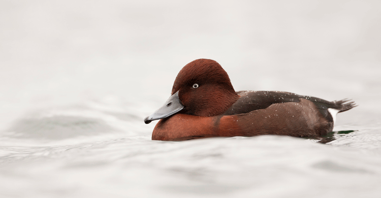 Ferruginous Duck © Emil Enchev