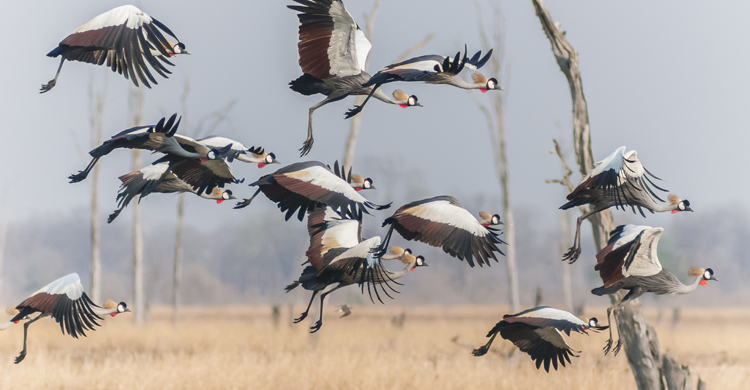 Grey-crowned Cranes © Wim Werrelman