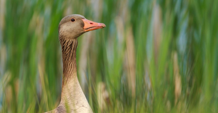 Greylag Goose (Anser anser) © Szabolcs Nagy