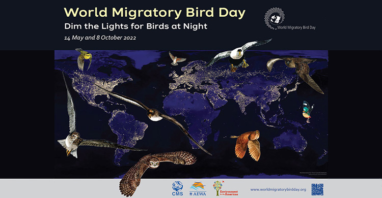 World Migratory Bird Day Light Pollution Threatens Birds Across The