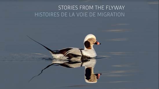 Stories from the Flyway
