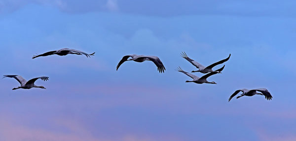 Common cranes flying 