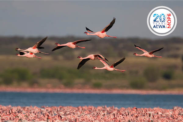 Lesser Flamingos © Mark D. Anderson 