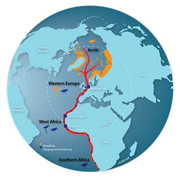 The East Atlantic Flyway - Graphic by the Common Wadden Sea School (CWSS).