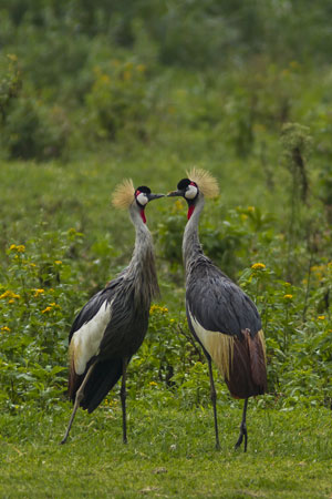 Grey Crowned-cranes (Balearica regulorum) © Sergey Dereliev, www.dereliev-photography.com