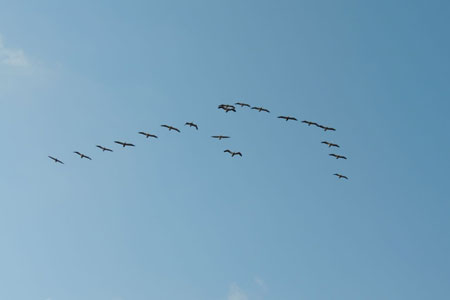 Great White Pelicans flying © Tim Dodman
