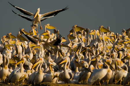 Great White Pelicans © Sergey Dereliev, www.dereliev-photography.com