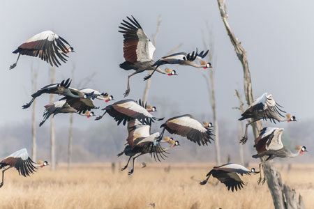 A flock of Grey Crowned-cranes © Wim Werrelman 