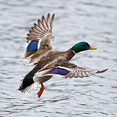 Mallard - By Keith (Flickr: DSC06489) [CC BY 2.0 (https://creativecommons.org/licenses/by/2.0)], via Wikimedia Commons