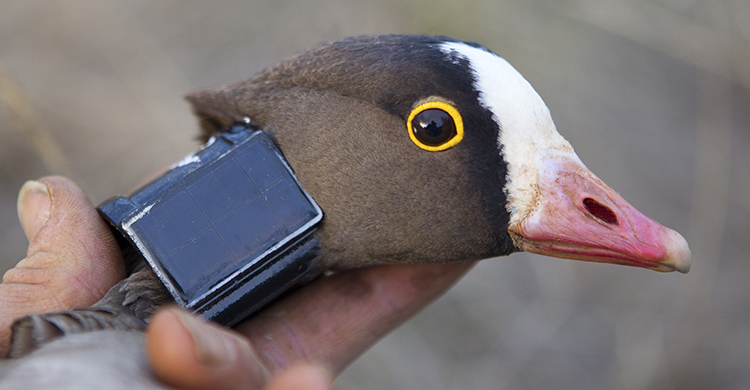 Saving One of the World’s Most Threatened Geese – the Lesser White-fronted Goose
