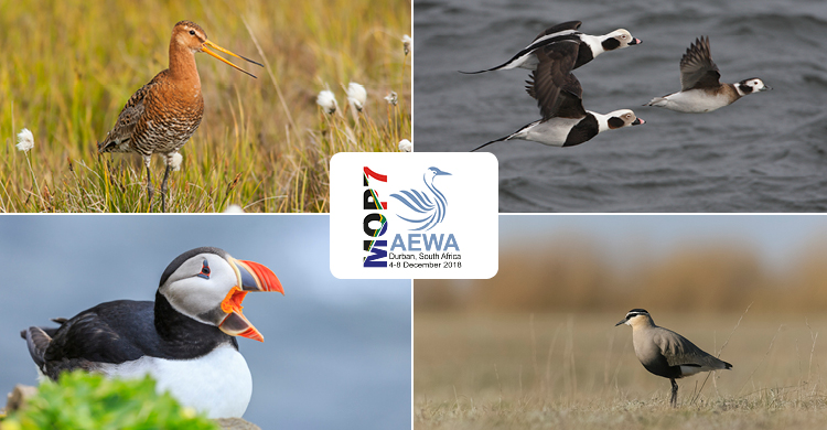 Conservation Status Report Shows Upward Trend for Migratory Waterbirds