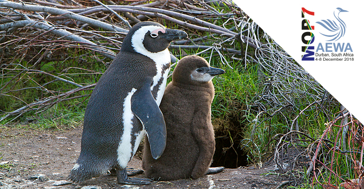 Showcasing Action for AEWA Priority Species: African Penguin