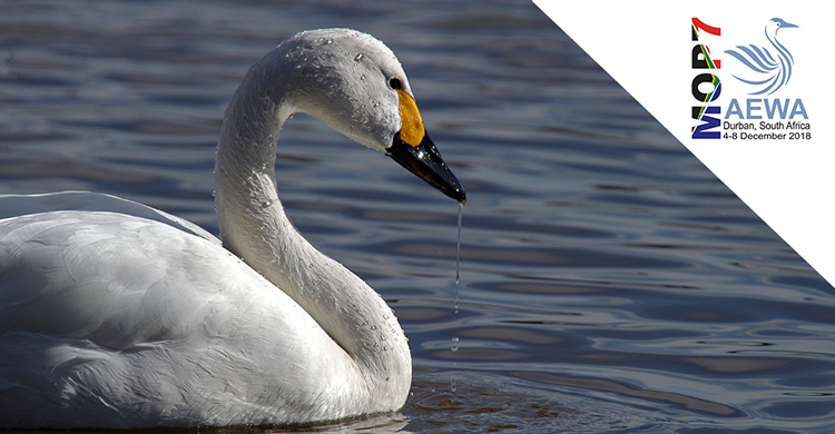 Showcasing Action for AEWA Priority Species: Bewick's Swan 