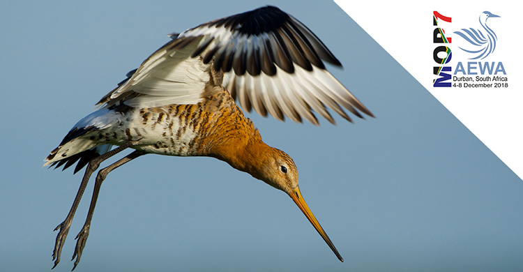 Showcasing Action for AEWA Priority Species: Black-tailed Godwit 
