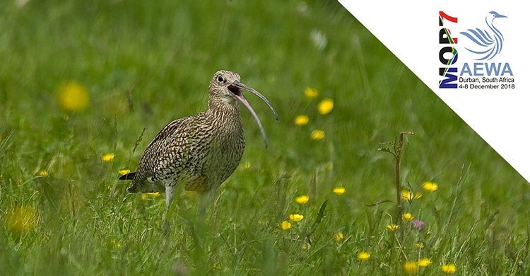 Showcasing Action for AEWA Priority Species: Eurasian Curlew