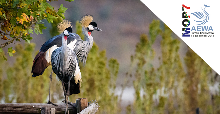Showcasing Action for AEWA Priority Species: Grey Crowned-crane