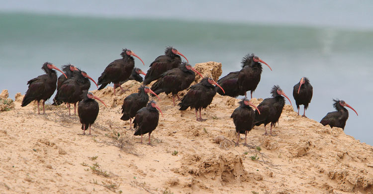 Northern Bald Ibis (Geronticus eremita) © Christoph Moning