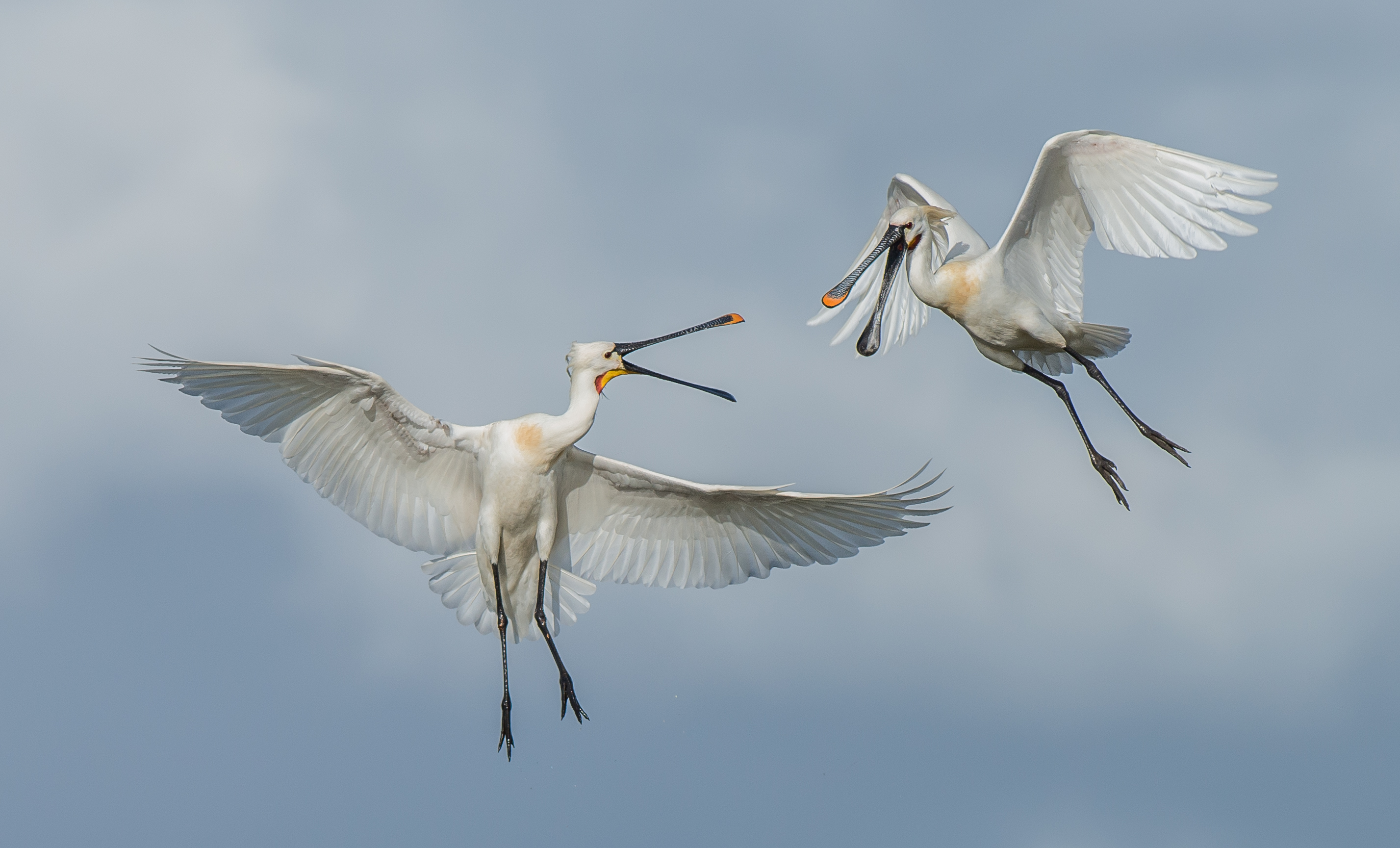 Eurasian Spoonbills © Pieter Wilschut