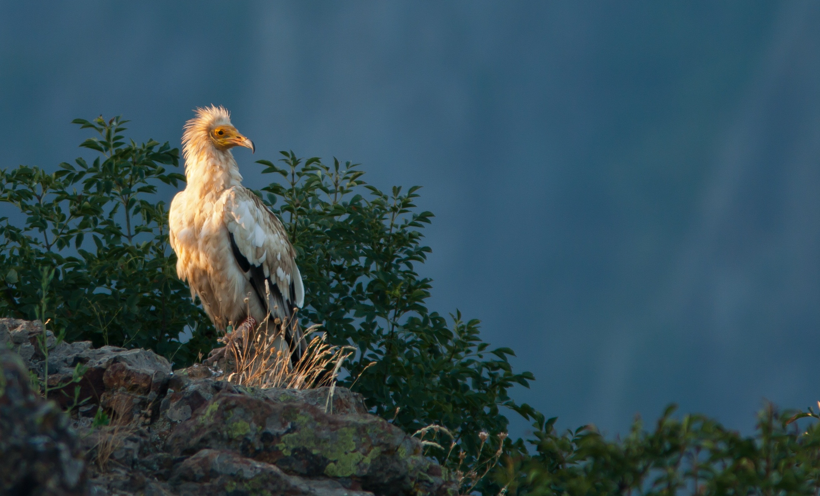 Egyptian Vulture © Sergey Dereliev, www.dereliev-photography.com