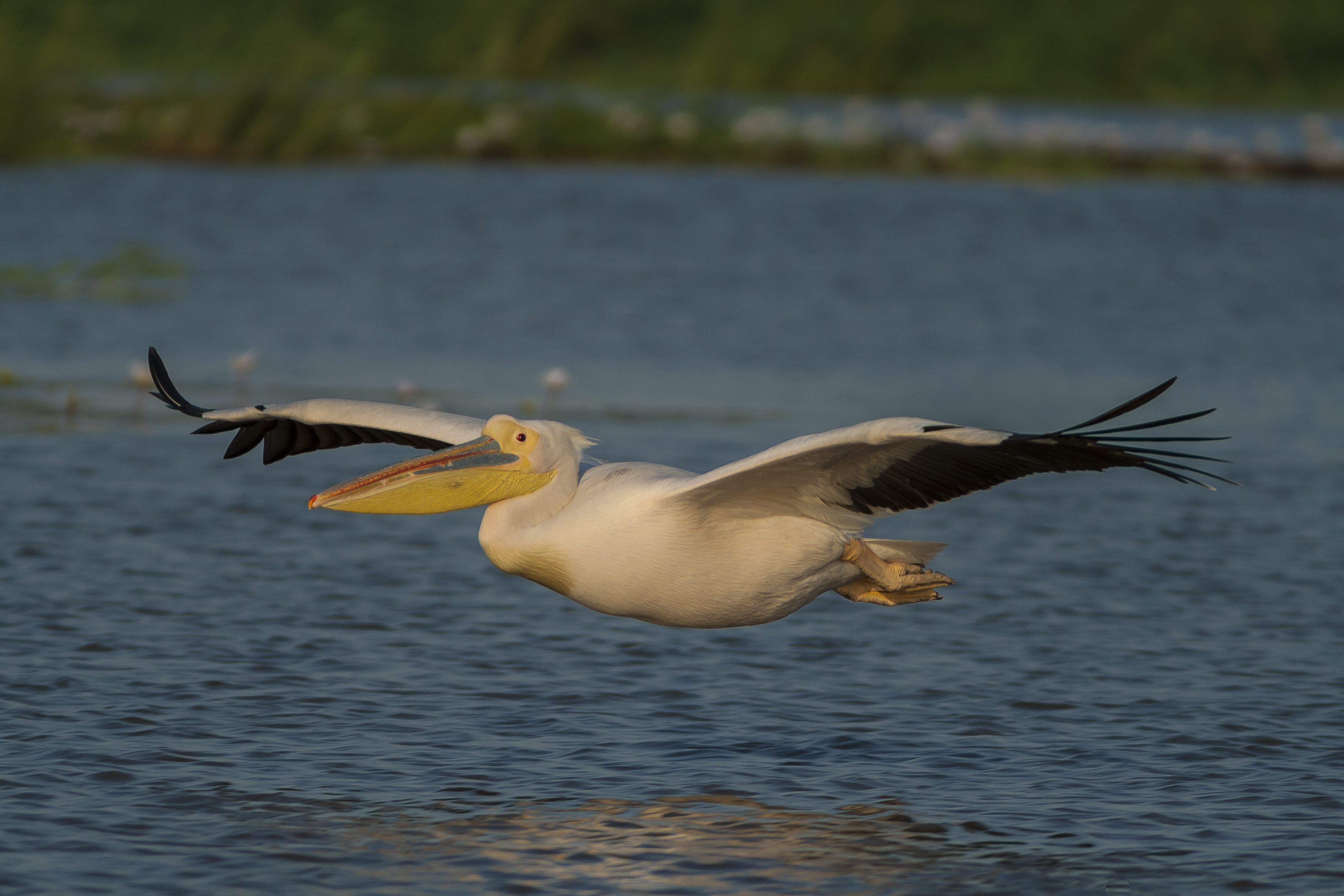 Great White Pelican (Pelecanus onocrotalus) in Djoudj National Park, Senegal (Photo: Sergey Dereliev)