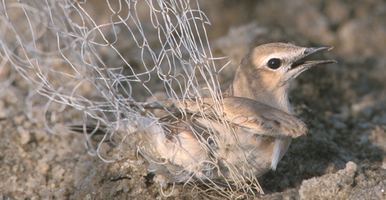  Wheatear caught in Trammel Net - Photo: Mindy El Bashir (Nature Conservation Egypt)