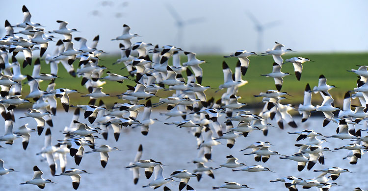 Piet Avocets (Recurvirostra avosetta) at the Wadden Sea © pixabay.com