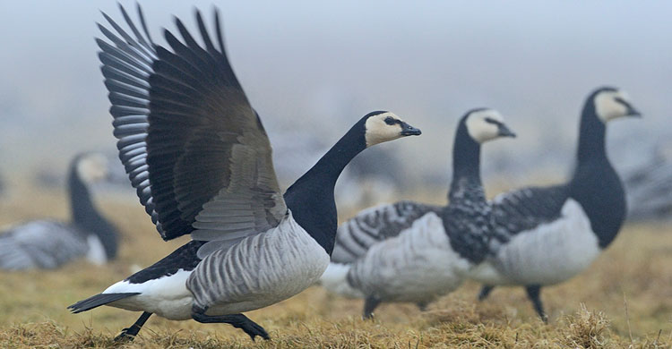 Barnacle Geese (Branta leucopsis) © Magnus Elander 
