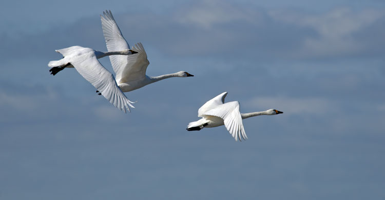 Bewick's Swans (Cygnus columbianus bewickii) © Paul Marshall/WWT 