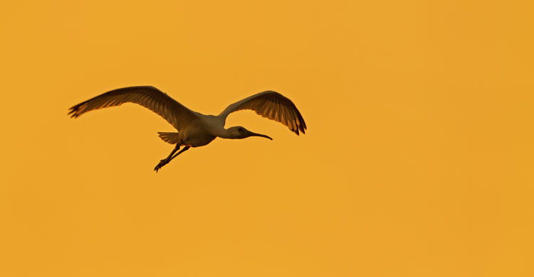 Eurasian Spoonbill (Platalea leucorodia) © Boris Belchev