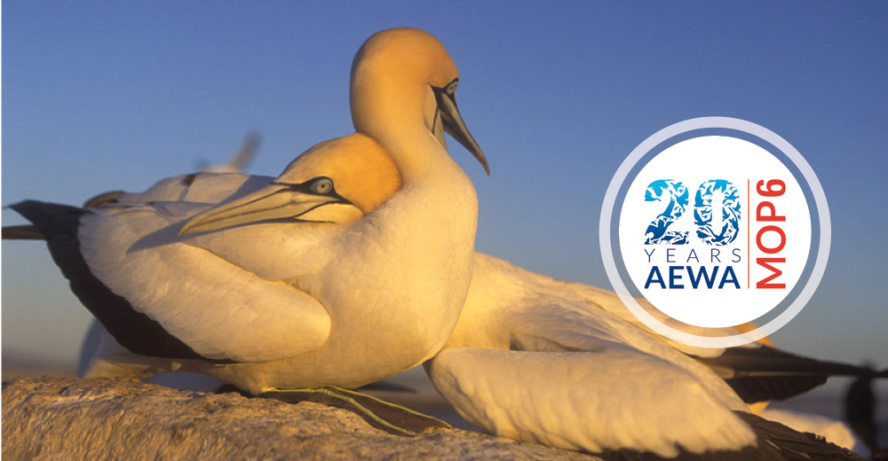 Cape Gannets (Morus capensis) © Sylvain Cordier 