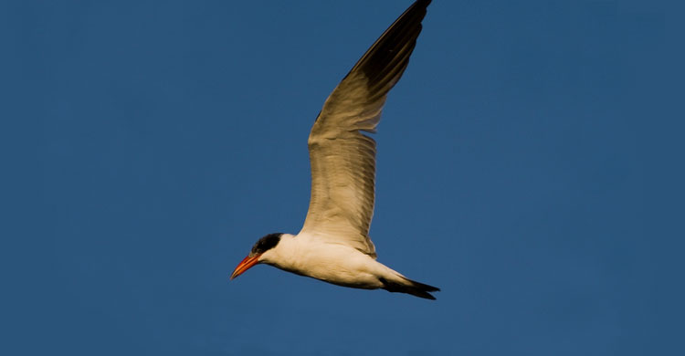 Caspian Tern (Sterna caspia) © Sergey Dereliev, www.dereliev-photography.com