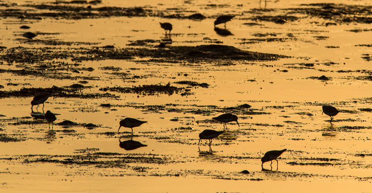 Dunlins (Calidris alba) © Sergey Dereliev, www.dereliev-photography.com 