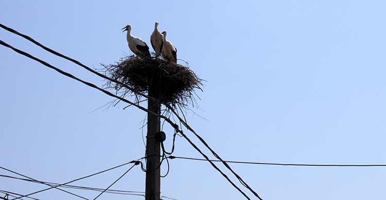 White Stork (Ciconia ciconia)