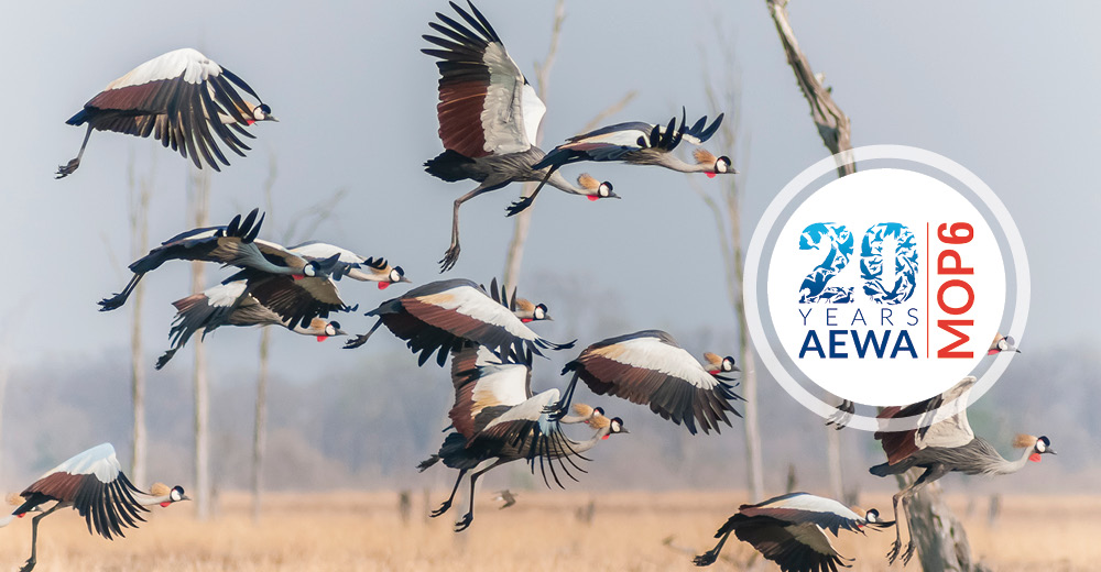 Grey Crowned-cranes (Balearica regulorum) © Wim Werrelman 