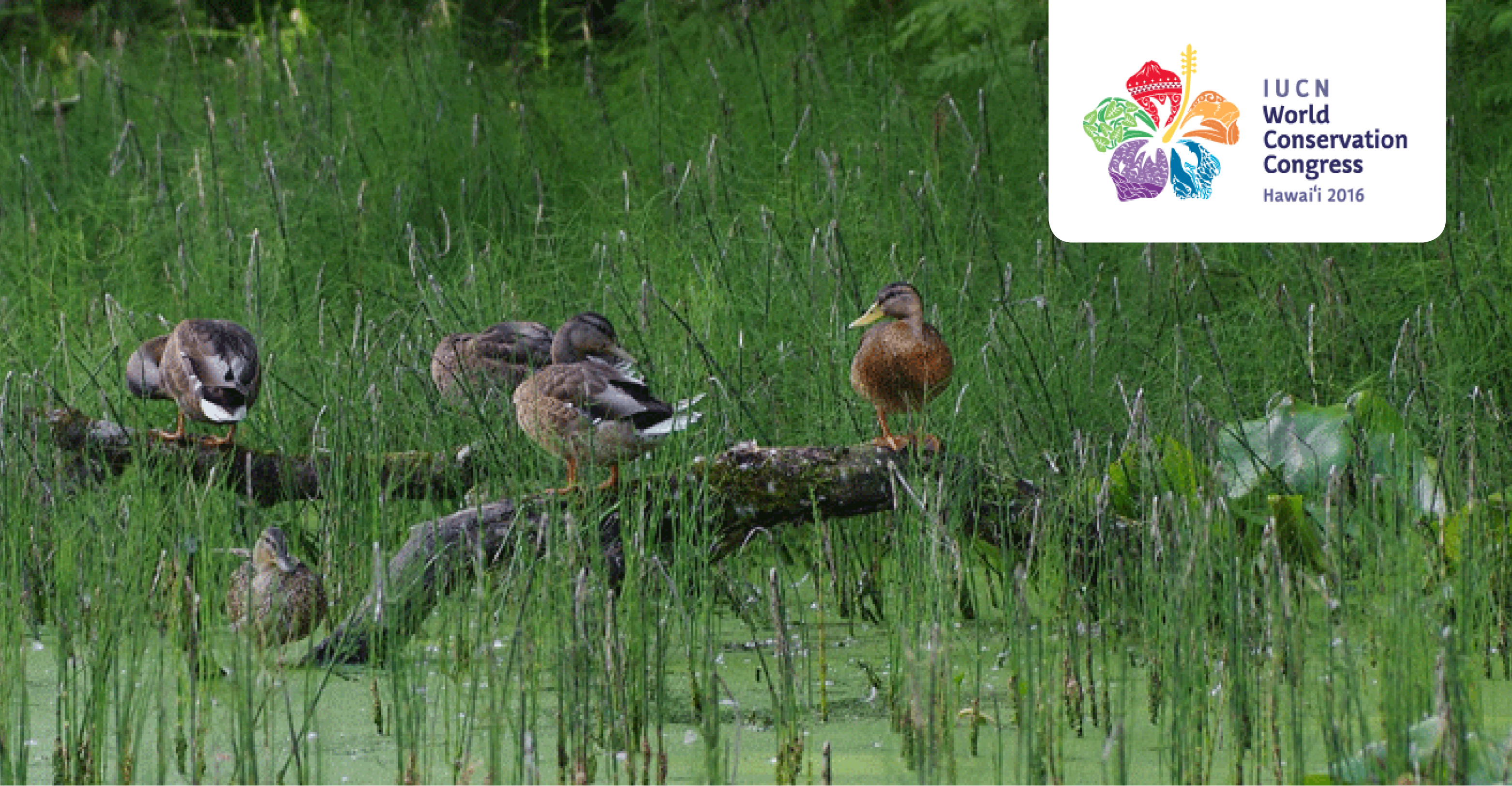 Mallards © Pixabay.com 