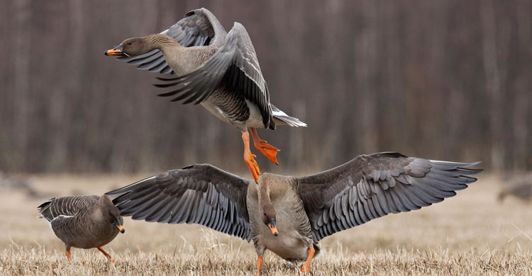 Taiga Bean Geese © Jari Peltomäki 