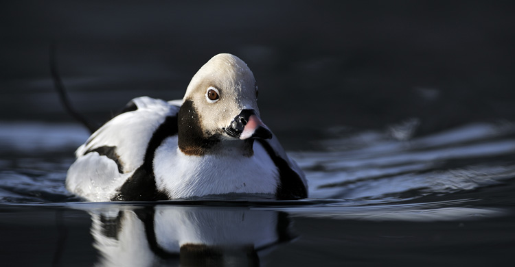 Long-tailed Duck (Clangula hyemalis) © Jan Pedersen 